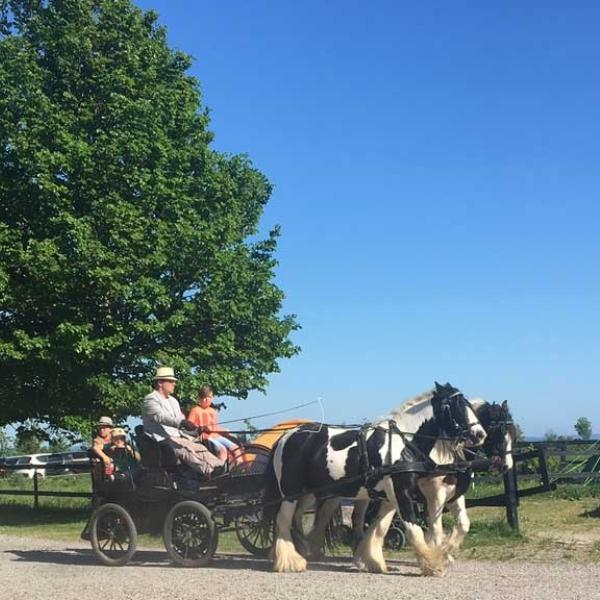hestevognskørsel rundt på fyn