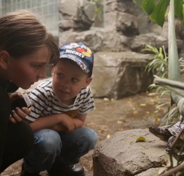 terrariet video